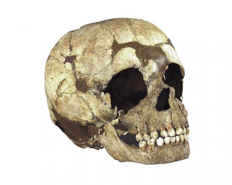  Crâne d'un enfant néandertalien, Roc de Marsal vers - 50 000 © RMN