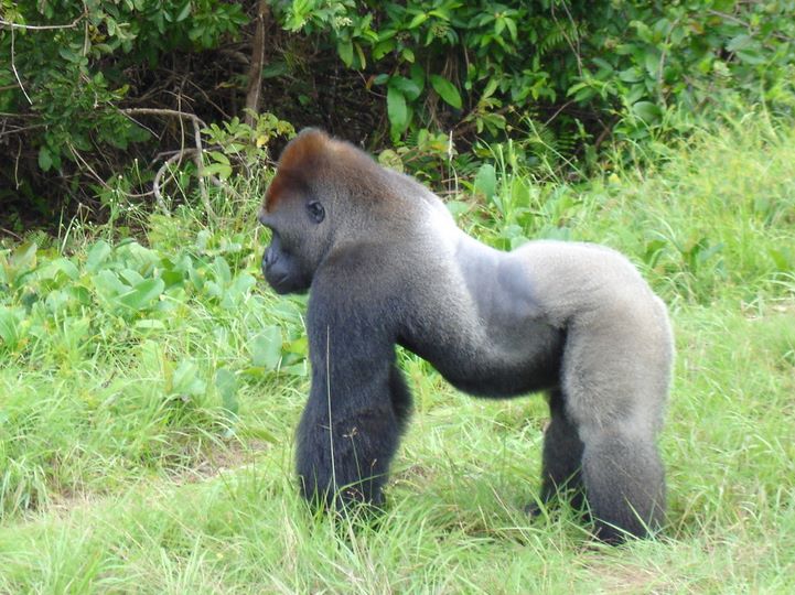 Gorille de plaine