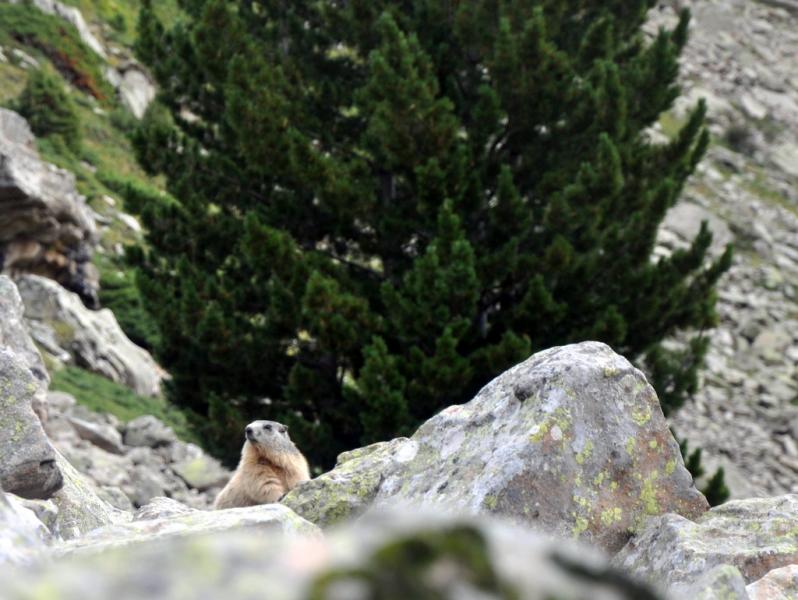 Marmotte autour du refuge de l'Estrop. Alpes-de-Haute-Provence ©ADT 04 - E. Olive