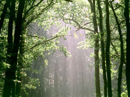 Forêt de Brocéliande © Centre Arthurien