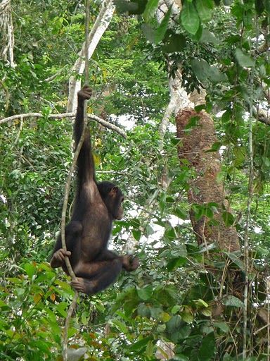 Chimpanzé, Parc de la Méfou, Cameroun