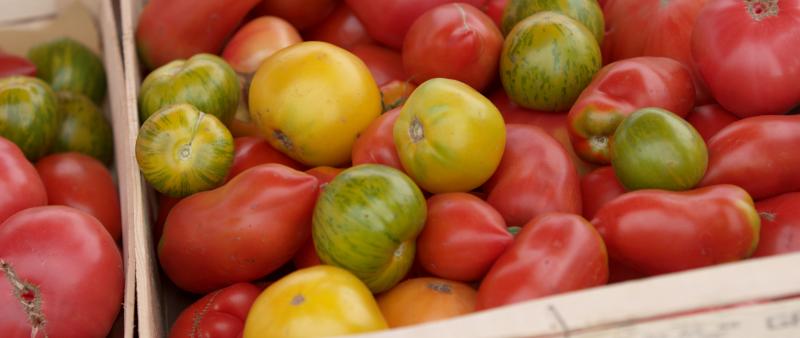 Tomates de Marmande, Lot-et Garonne © Aelementworks
