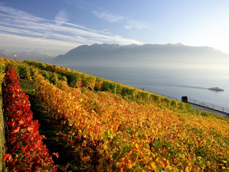 Vignoble de Lavaux © Lausanne Tourisme, Urs Achermann - www.diapo.ch