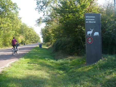 Route forestière à Chambord. Ludovic Dunod